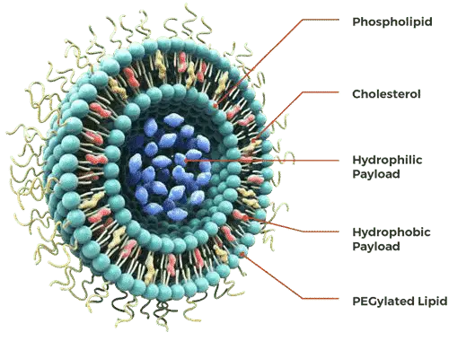 Liposome, Small in Size, Large in Contribution
