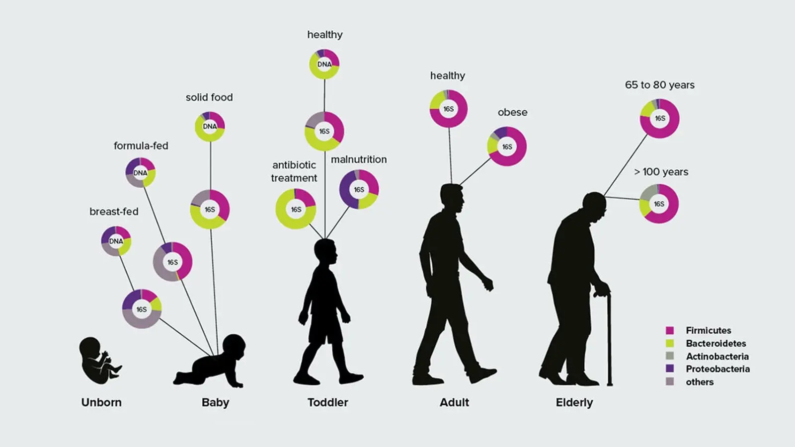 Probiotics, Penetrating Every Part of Our Life