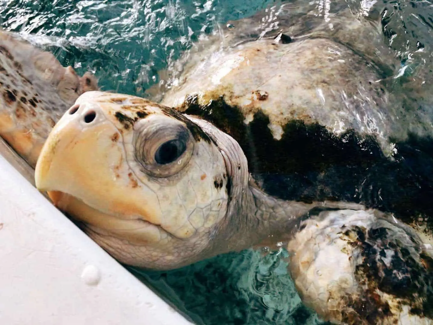 TCI Devotes to Marine Conservation: Releasing Sea Turtles to the Wild with National Museum of Marine Biology & Aquarium