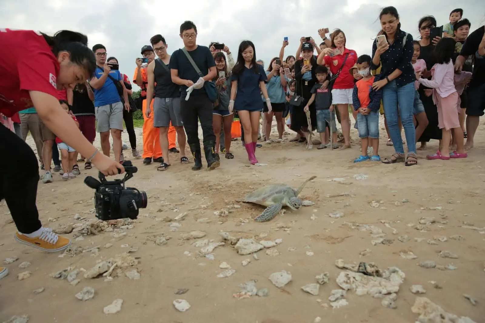 TCI Devotes to Marine Conservation: Releasing Sea Turtles to the Wild with National Museum of Marine Biology & Aquarium