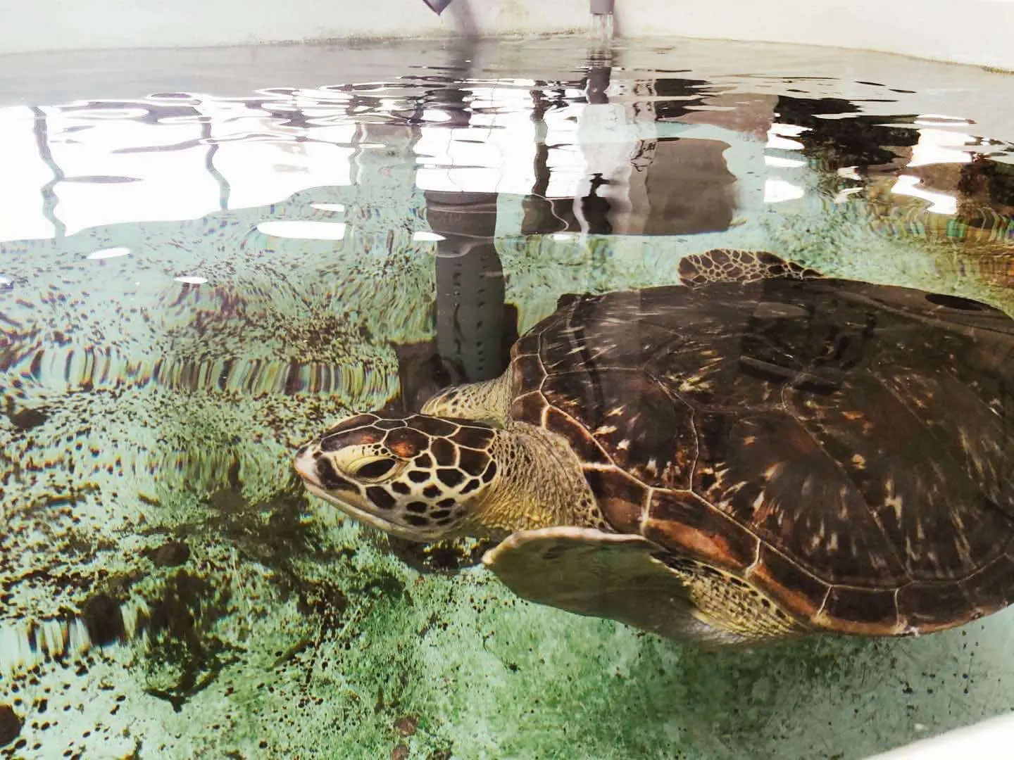 TCI Devotes to Marine Conservation: Releasing Sea Turtles to the Wild with National Museum of Marine Biology & Aquarium